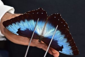 Morpho cisseis ssp. ♂