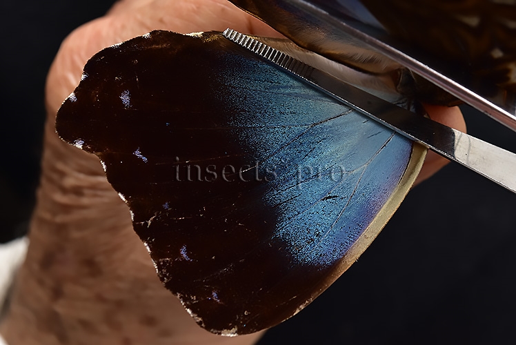 Morpho cisseis ssp. ♂ - Image 4