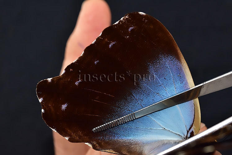 Morpho cisseis ssp. ♂ - Image 5