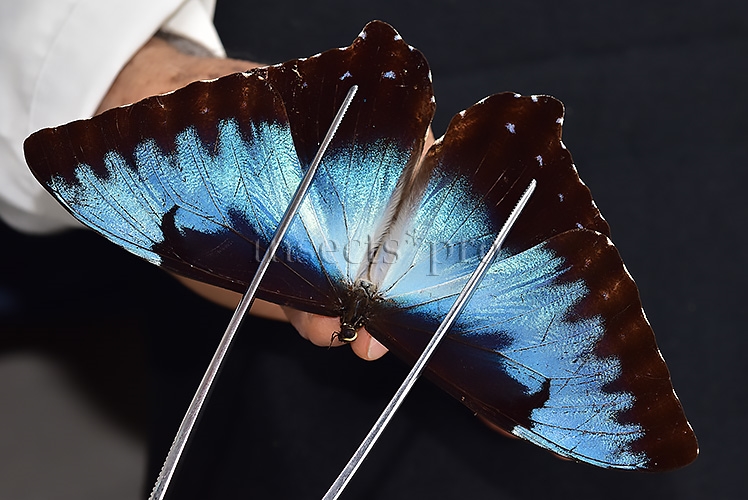 Morpho cisseis ssp. ♂