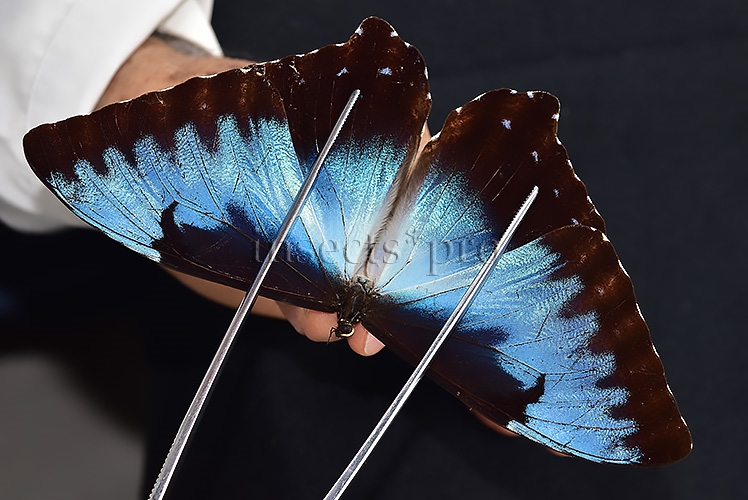 Morpho cisseis ssp. ♂ - Image 6