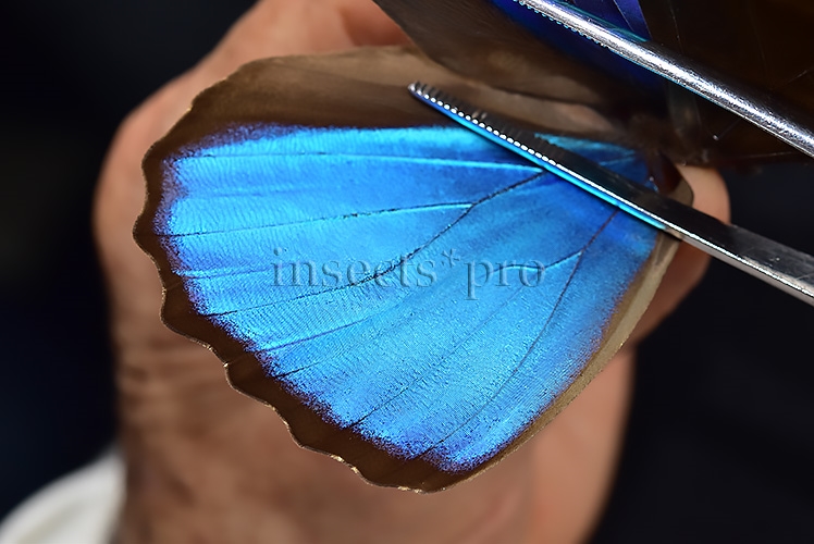 Morpho menelaus occidentalis A1 ♂ - Image 3