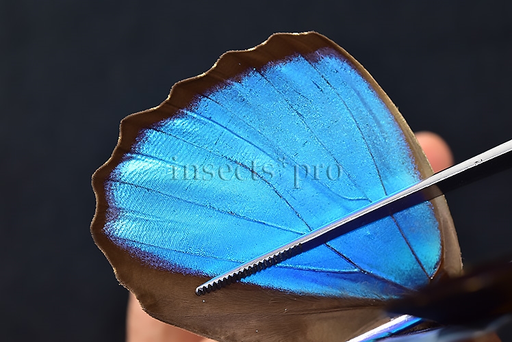 Morpho menelaus occidentalis A1 ♂ - Image 4