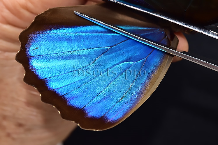 Morpho menelaus occidentalis A1 ♂ - Image 4