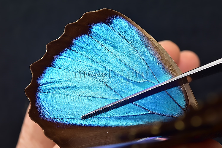 Morpho menelaus occidentalis A1 ♂ - Image 5