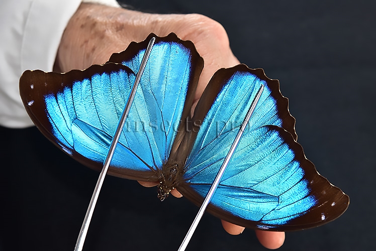 Morpho menelaus occidentalis A1 ♂