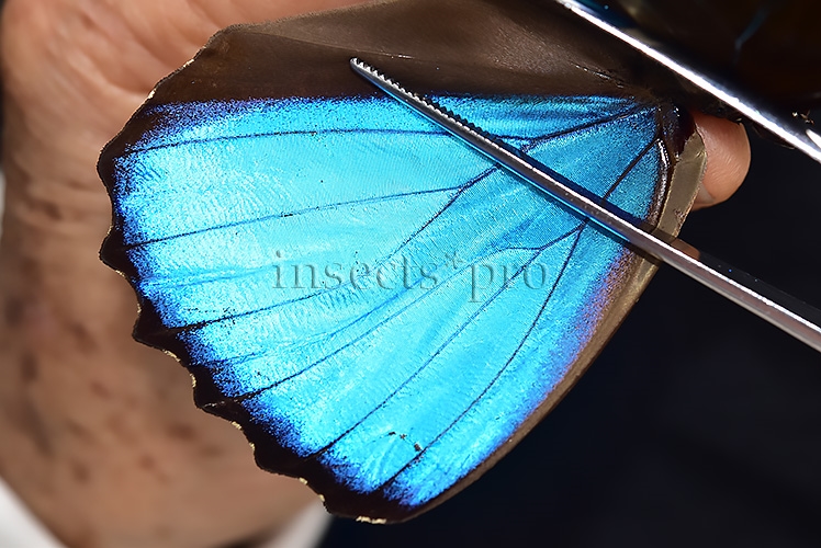 Morpho menelaus occidentalis ♂ - Image 4