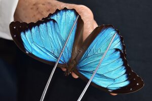 Morpho menelaus occidentalis ♂