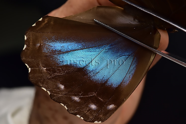 Morpho menelaus occidentalis ♀ - Image 4