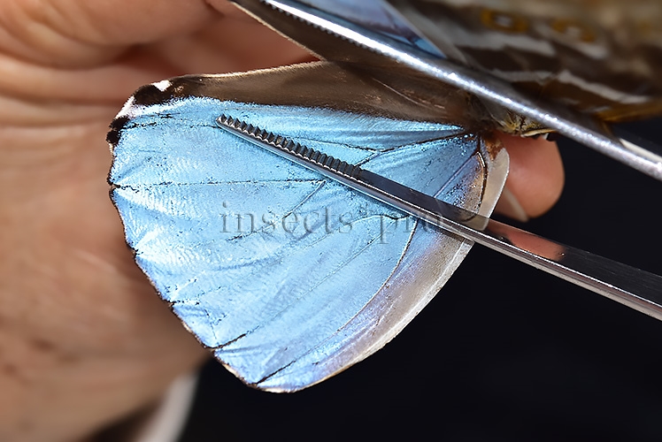 Morpho eugenia uraneis ♂ - Image 4