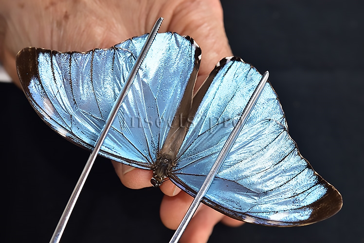 Morpho eugenia uraneis ♂