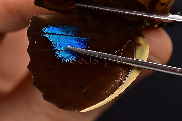 Agrias amydon athenais ♂ - Image 4