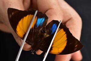 Agrias amydon athenais ♂