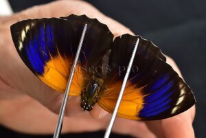 Agrias phalcidon fournierae ♀ transition to form NIGRANS