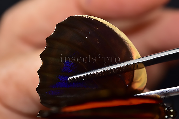 Agrias pericles mauensis A1 ♂ - Image 4