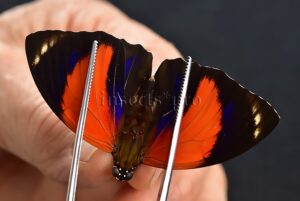 Agrias pericles mauensis A1 ♂