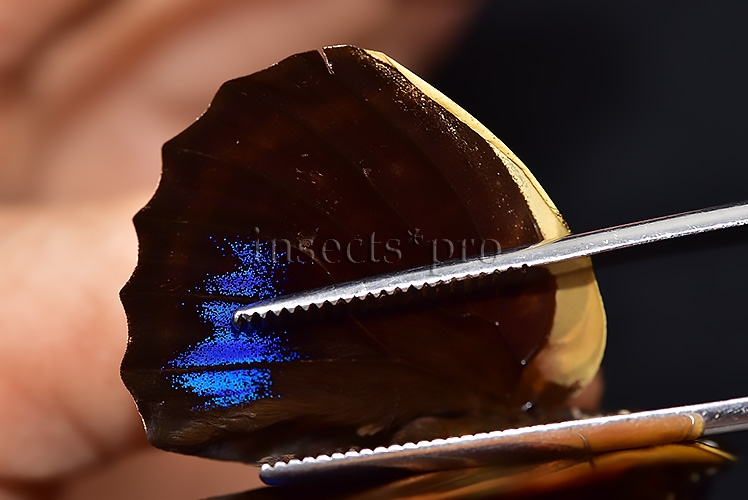 Agrias amydon zenodorus f. flavicellus ♂ RED FORM RARE - Image 5