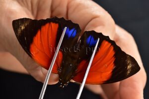 Agrias amydon zenodorus f. flavicellus ♂ RED FORM RARE