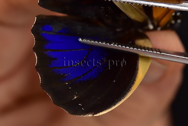 Agrias pericles mauensis ♂ - Image 4
