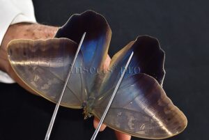 Caligo idomeneus idomenides A1 ♀