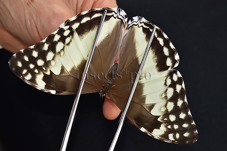 Morpho marcus intermedia A1 ♀