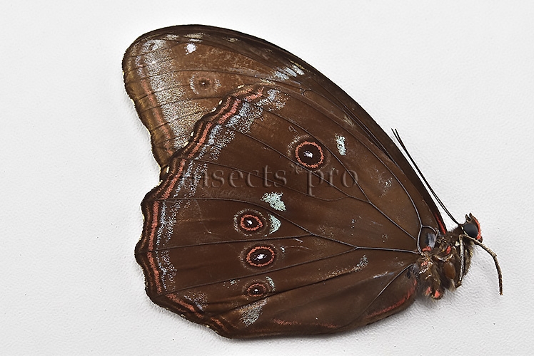 Morpho menelaus offenbachi ♂ - Image 2