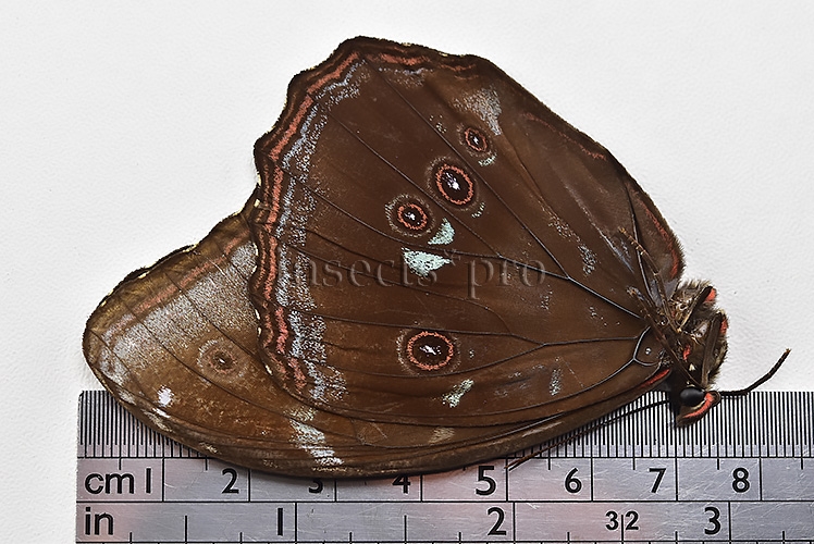 Morpho menelaus offenbachi ♂ - Image 3