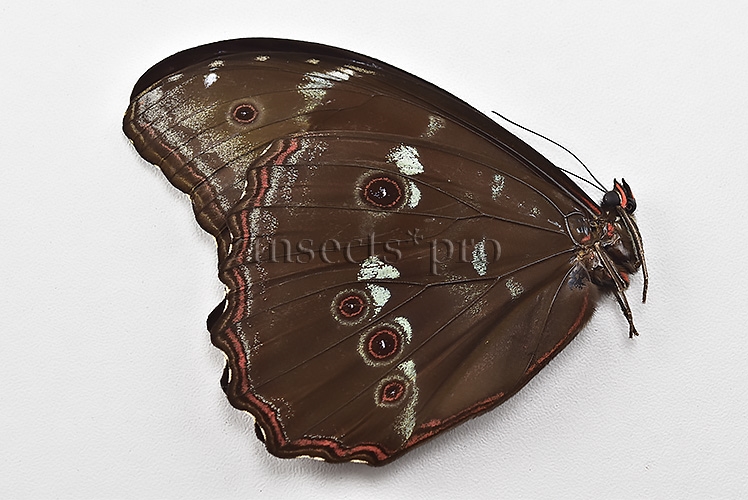 Morpho menelaus offenbachi A1 ♂ - Image 2
