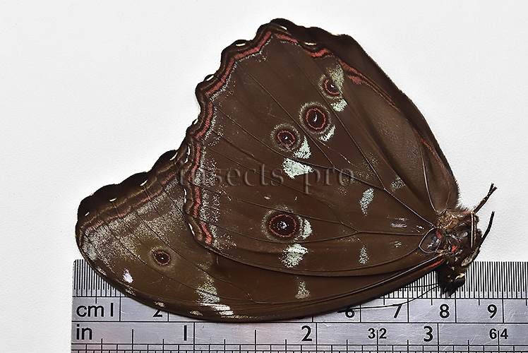 Morpho menelaus offenbachi A1 ♂ - Image 3