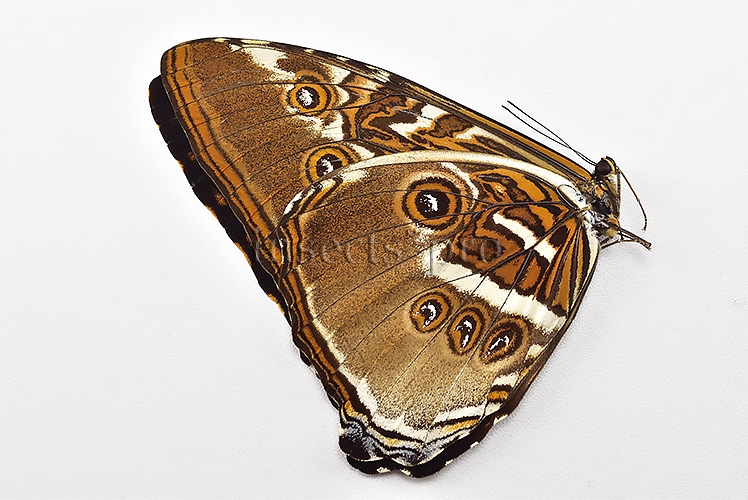 Morpho hecuba obidonus A1 ♂ - Image 2
