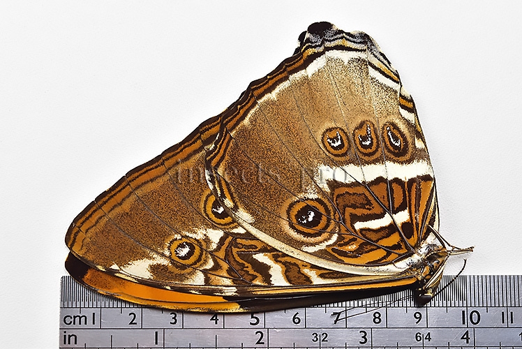 Morpho hecuba obidonus A1 ♂ - Image 3