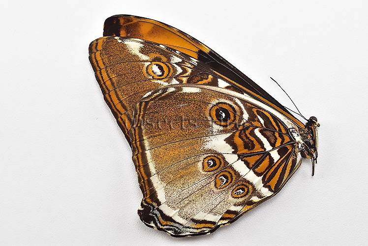 Morpho hecuba obidonus ♂ - Image 2