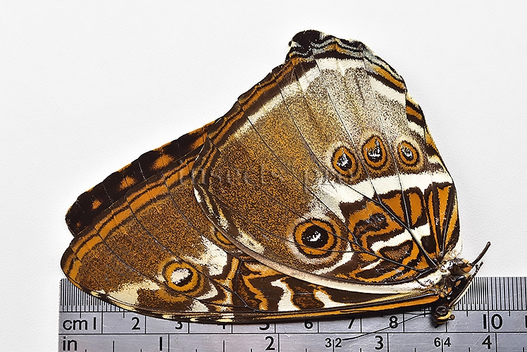 Morpho hecuba obidonus ♂ - Image 3
