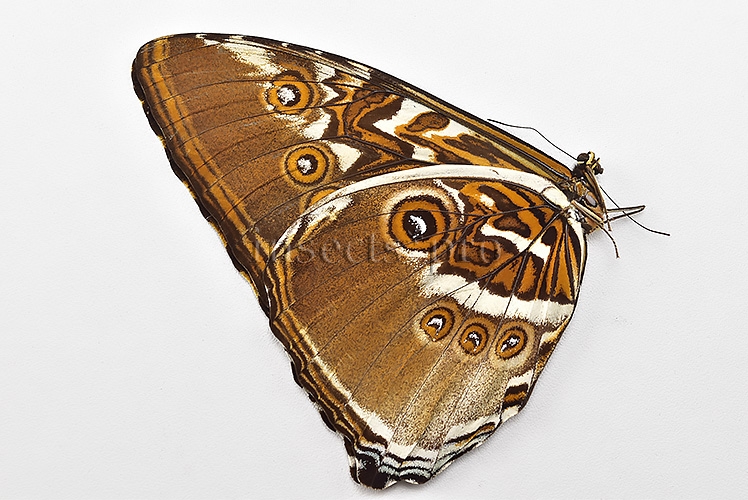 Morpho hecuba obidonus A1 ♂ LARGE SPECIMEN - Image 2