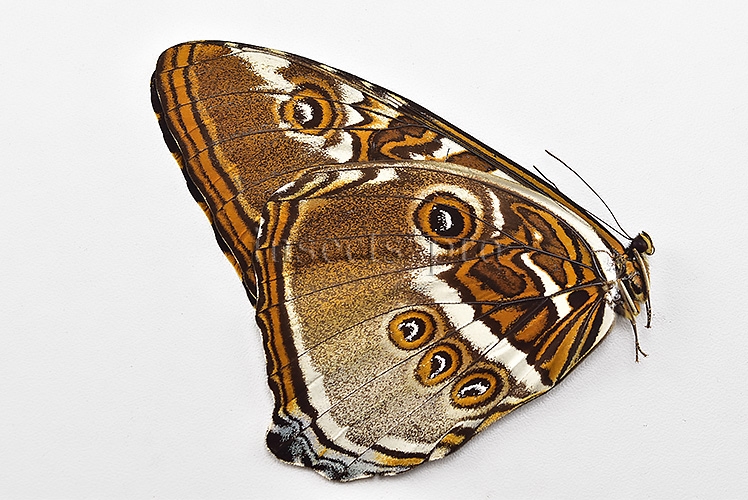 Morpho hecuba obidonus A1 ♂ - Image 2