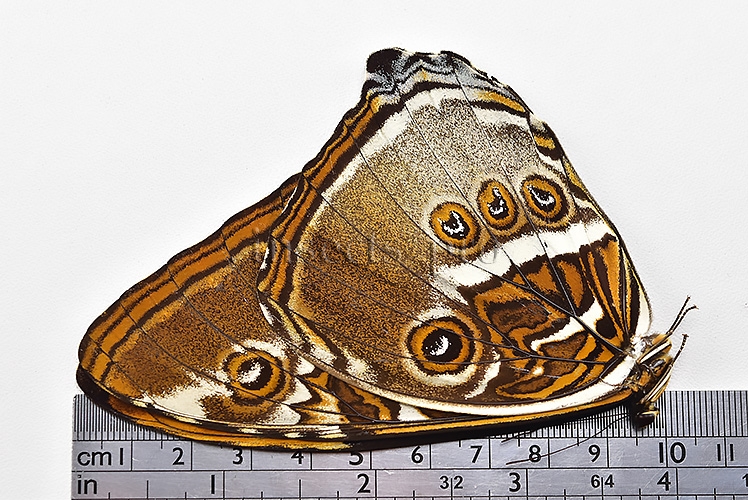 Morpho hecuba obidonus A1 ♂ - Image 3