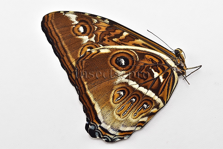 Morpho cisseis ssp. ♂ FROM CODAJAS - Image 2