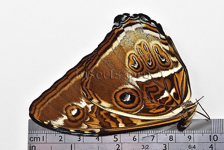 Morpho cisseis ssp. ♂ FROM CODAJAS - Image 3