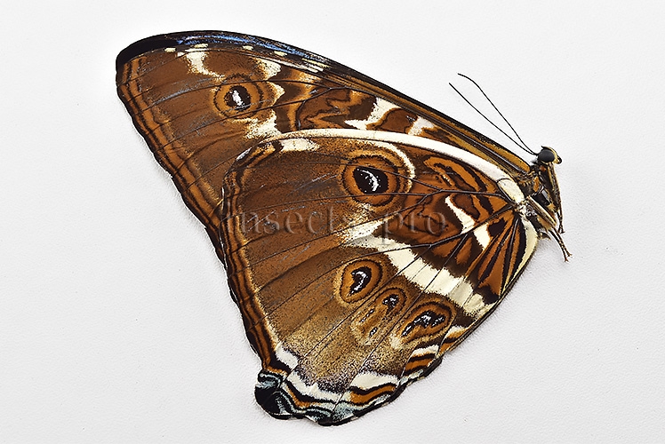 Morpho cisseis ssp. ♂ - Image 2