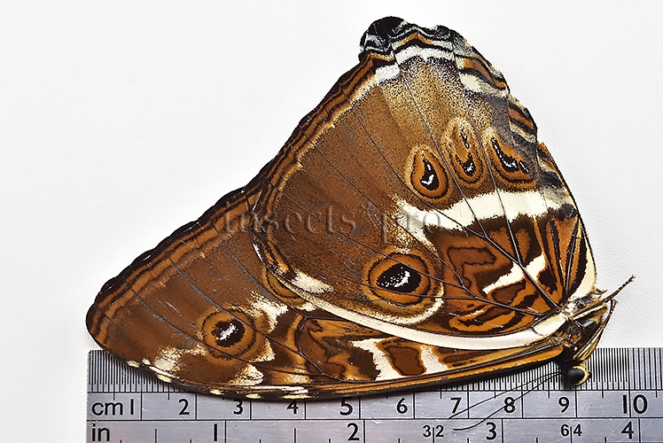 Morpho cisseis ssp. ♂ - Image 3