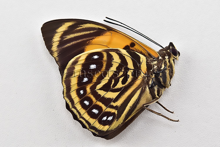 Agrias amydon athenais ♂ NWE - Image 2