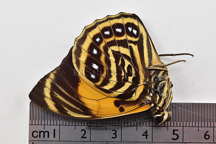 Agrias amydon athenais ♂ NWE - Image 3