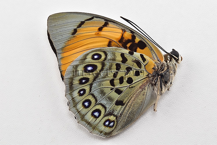 Agrias narcissus obidonus A1 ♀ GREAT CONDITION SPECIMEN - Image 2