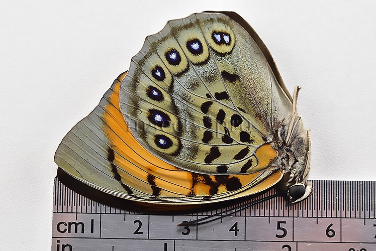 Agrias narcissus obidonus A1 ♀ GREAT CONDITION SPECIMEN - Image 3