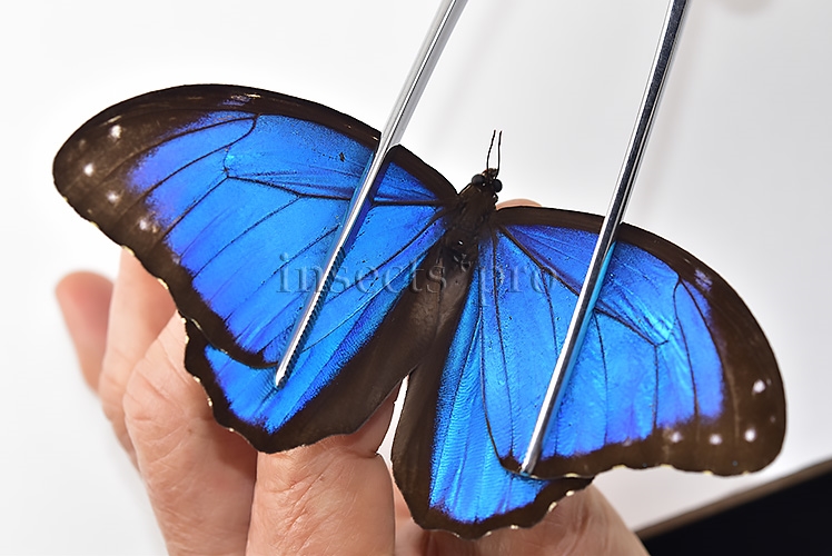 Morpho menelaus offenbachi ♂ - Image 6