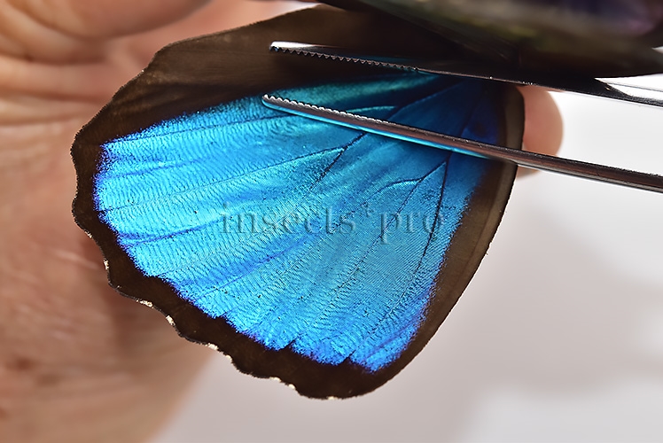 Morpho menelaus offenbachi ♂ - Image 4