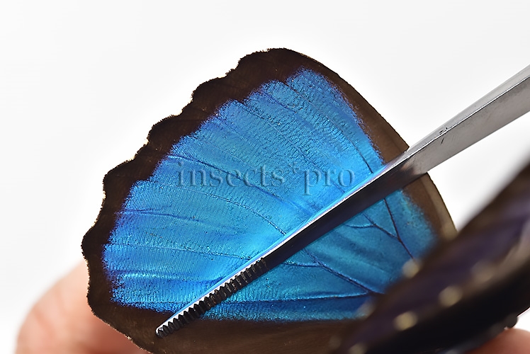 Morpho menelaus offenbachi ♂ - Image 5