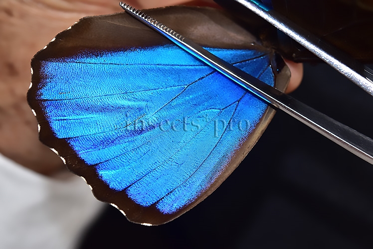 Morpho menelaus offenbachi ♂ - Image 3