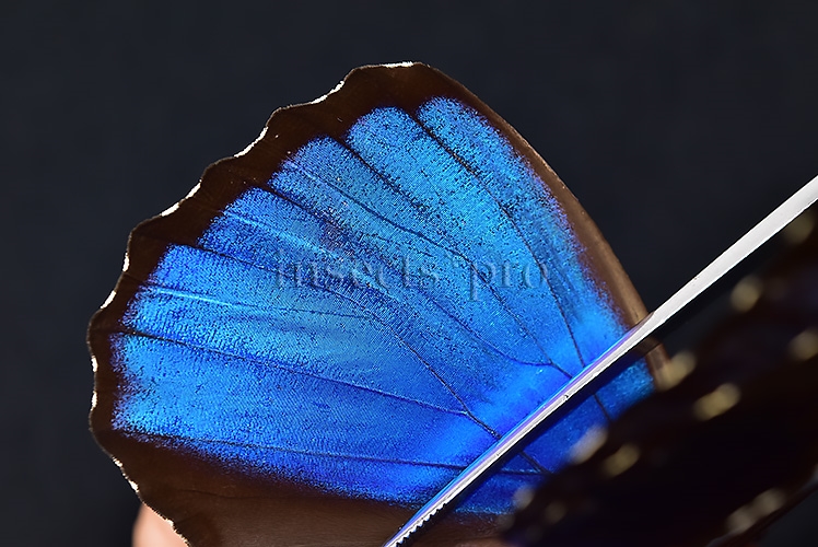 Morpho menelaus offenbachi ♂ - Image 4
