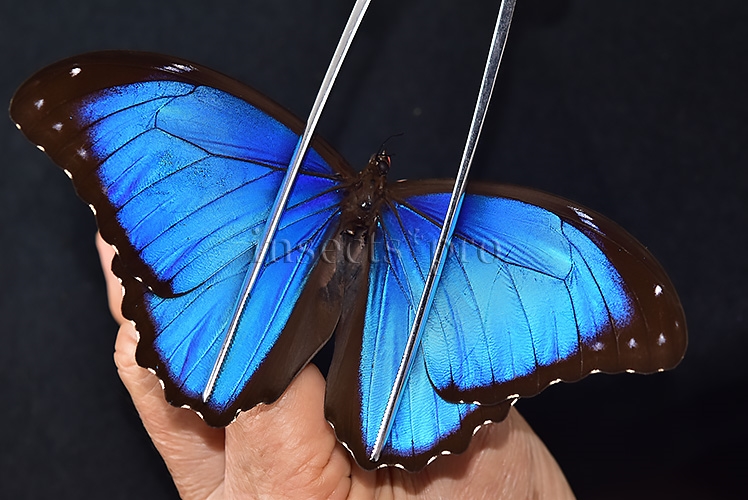 Morpho menelaus offenbachi A1 ♂ - Image 6